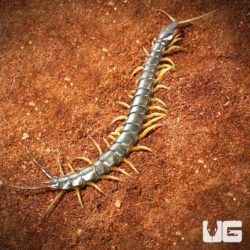 Solomon Island Giant Black Centipede for sale - Underground Reptiles