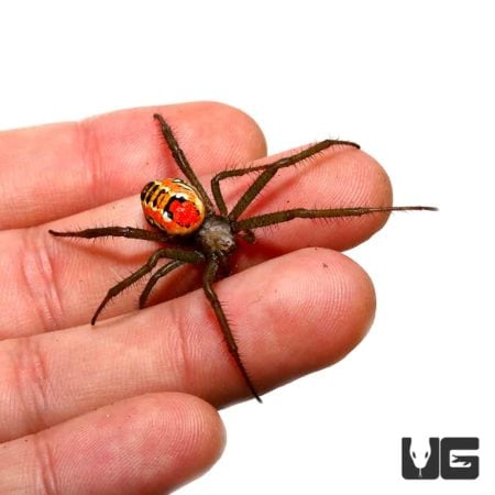 Solomon Island Orb Weaver for sale - Underground Reptiles