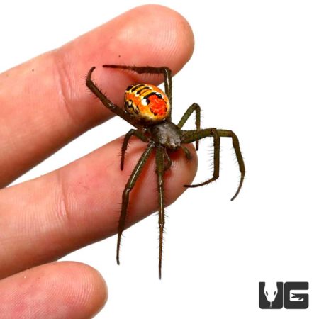 Solomon Island Orb Weaver for sale - Underground Reptiles