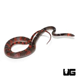 South American Halloween Snake For Sale - Underground Reptiles