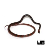 South American Halloween Snake For Sale - Underground Reptiles