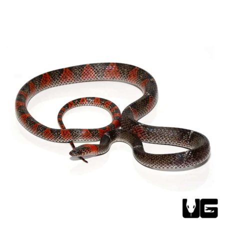 South American Halloween Snake For Sale - Underground Reptiles