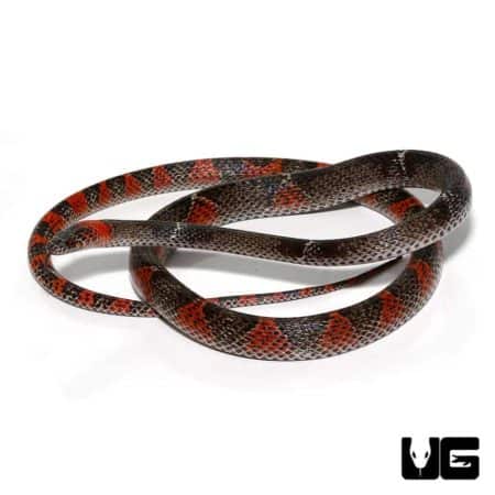 South American Halloween Snake For Sale - Underground Reptiles