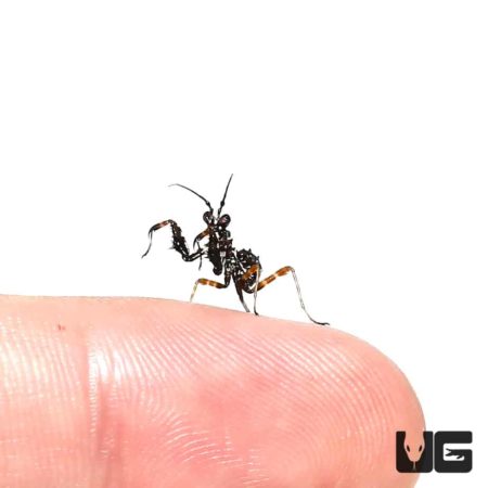 Spiny Flower Mantis For Sale - Underground Reptiles