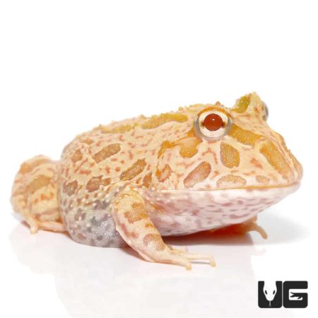 Strawberry Pineapple Pacman Frogs For Sale - Underground Reptiles