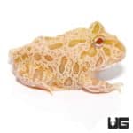 Strawberry Pineapple Pacman Frogs For Sale - Underground Reptiles