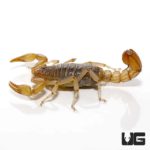 Striped Devil Scorpions For Sale - Underground Reptiles