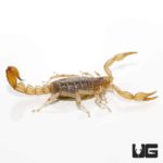 Striped Devil Scorpions For Sale - Underground Reptiles