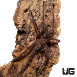 Swamp Fishing Spider For Sale - Underground Reptiles