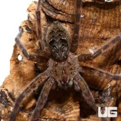 Swamp Fishing Spider For Sale - Underground Reptiles