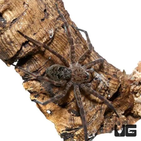 Swamp Fishing Spider For Sale - Underground Reptiles