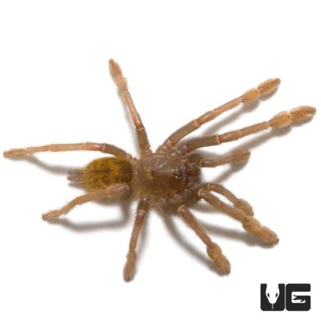 Tanzanian Black And Olive Baboon Tarantula For Sale - Underground Reptiles