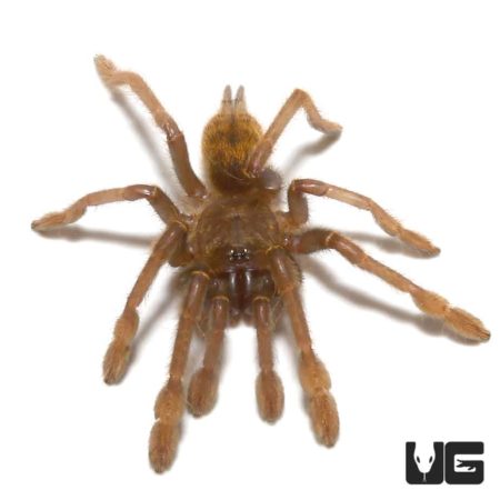 Tanzanian Black And Olive Baboon Tarantula For Sale - Underground Reptiles