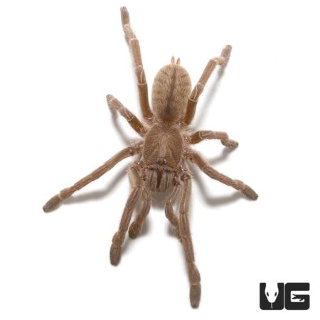 Thailand Zebra Earth Tiger Tarantula For Sale - Underground Reptiles