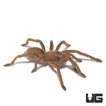 Thailand Zebra Earth Tiger Tarantula For Sale - Underground Reptiles
