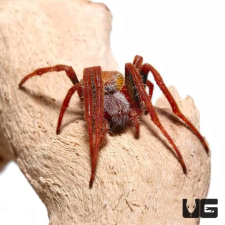 Tropical Orb Weaver For Sale - Underground Reptiles