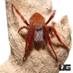 Tropical Orb Weaver For Sale - Underground Reptiles