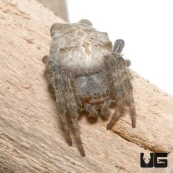 Tropical Tent-Web Spider For Sale - Underground Reptiles
