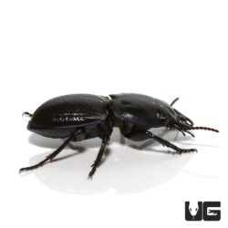 Warrior Beetle For Sale - Underground Reptiles