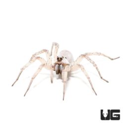 White Wolf Spider For Sale - Underground Reptiles