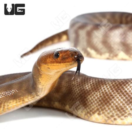 Woma Python (Aspidites ramsayi) For Sale - Underground Reptiles
