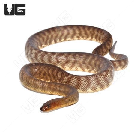Woma Python (Aspidites ramsayi) For Sale - Underground Reptiles