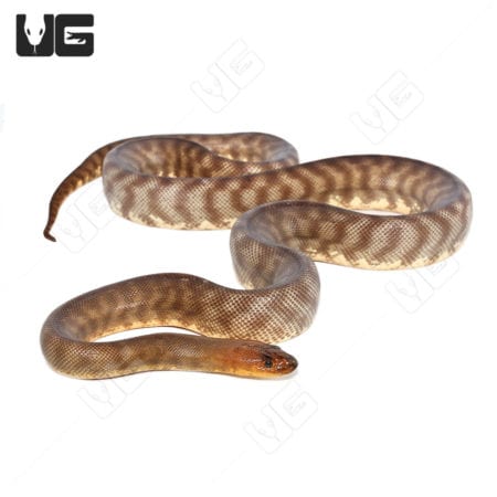 Woma Python snake, native to Australia, with distinctive brown and cream pattern.