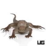 Grand Cayman Blue Iguana For Sale - Underground Reptiles