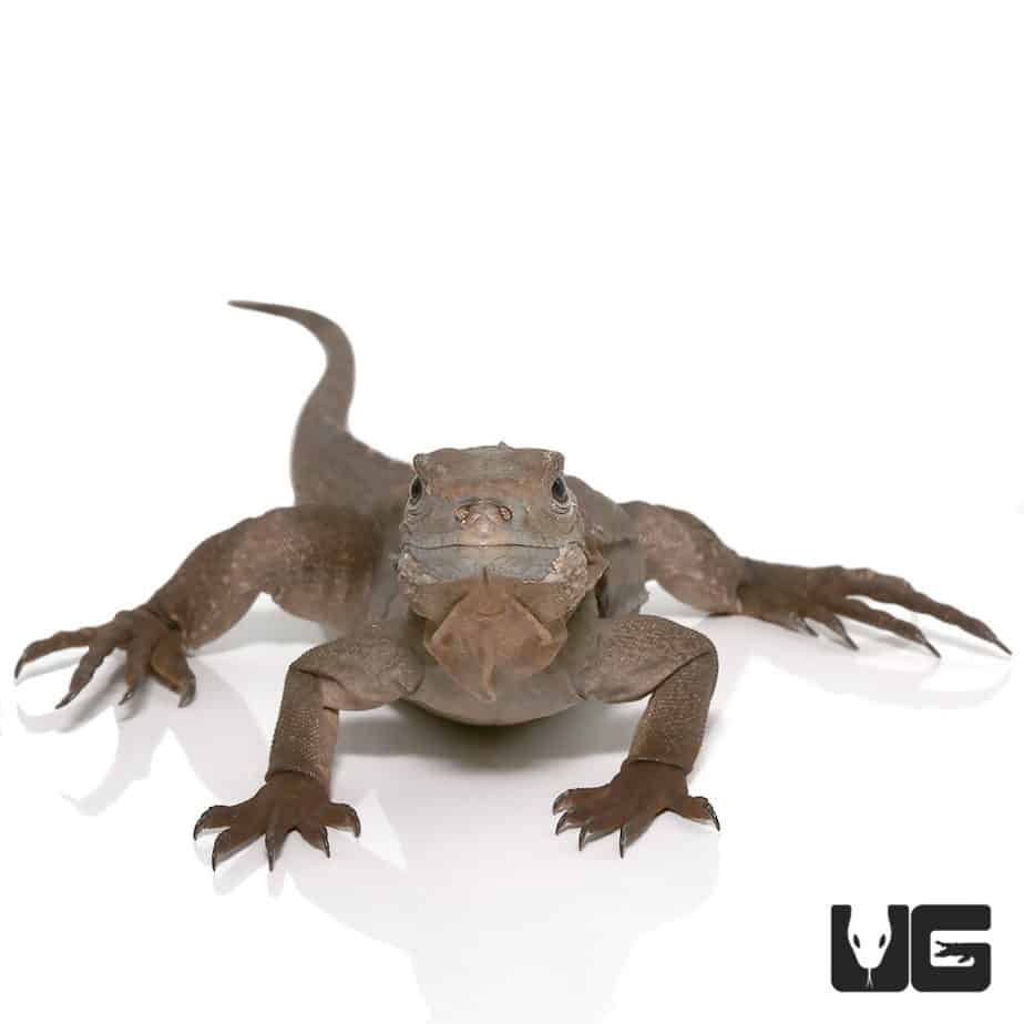 Grand Cayman Blue Iguanas (Cyclura lewisi) For Sale Underground Reptiles