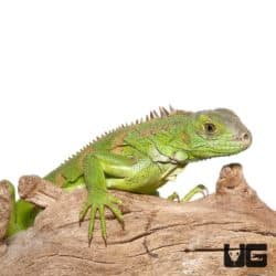 Yearling Green Iguana For Sale - Underground Reptiles