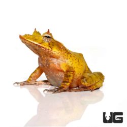 Yellow Solomon Island Eyelash Frogs For Sale - Underground Reptiles