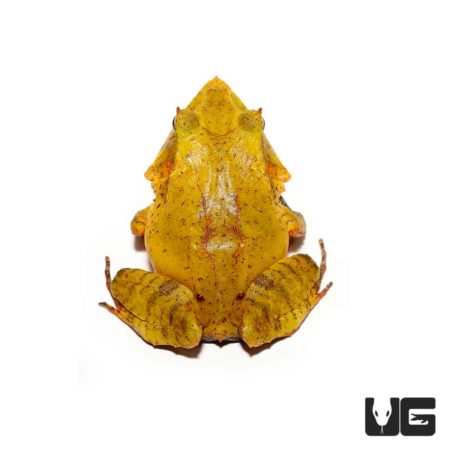 Yellow Solomon Island Eyelash Frogs For Sale - Underground Reptiles