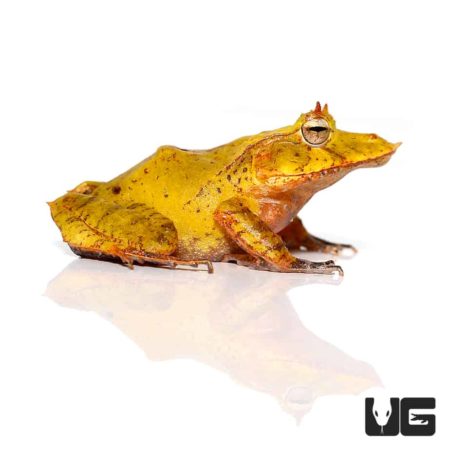 Yellow Solomon Island Eyelash Frogs For Sale - Underground Reptiles