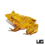 Yellow Solomon Island Eyelash Frogs For Sale - Underground Reptiles