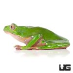 Giant Waxy Monkey Tree Frog For Sale - Underground Reptiles