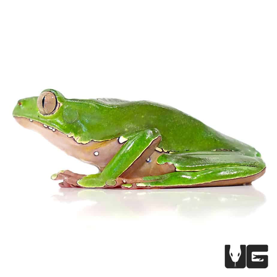 Giant Waxy Monkey Tree Frog (Phyllomedusa bicolor) For Sale