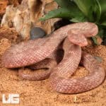 Elegant Egyptian Cat Eye Snake with distinctive banding pattern.