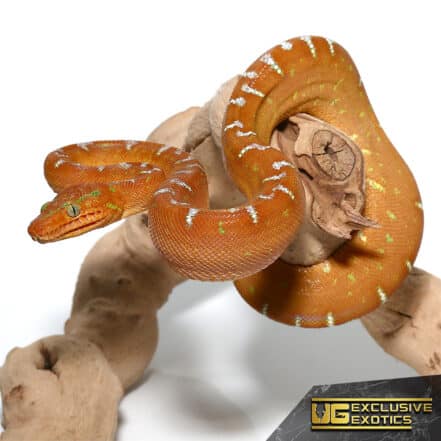 Yearling Emerald Tree Boa For Sale - Underground Reptiles
