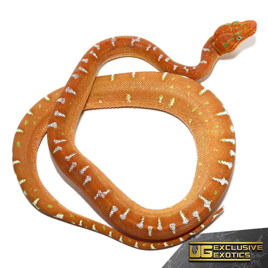 Yearling Emerald Tree Boa For Sale - Underground Reptiles