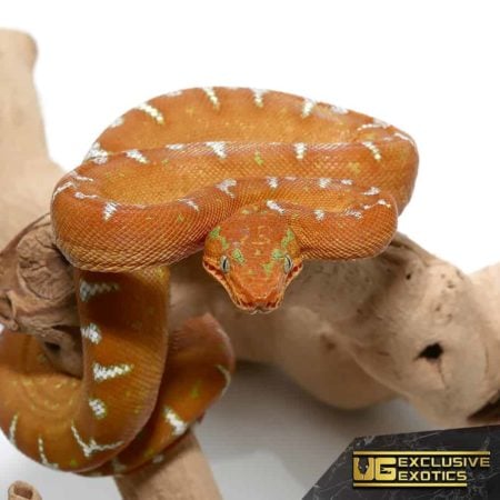 Female baby Red Emerald Tree Boa on branch, showcasing vibrant orange and green coloration.