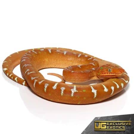 2 Foot Red Emerald Tree Boa For Sale - Underground Reptiles