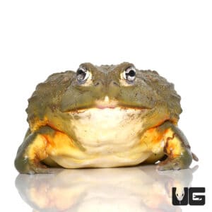 Large Adult Giant Pixie Frog For Sale - Underground Reptiles