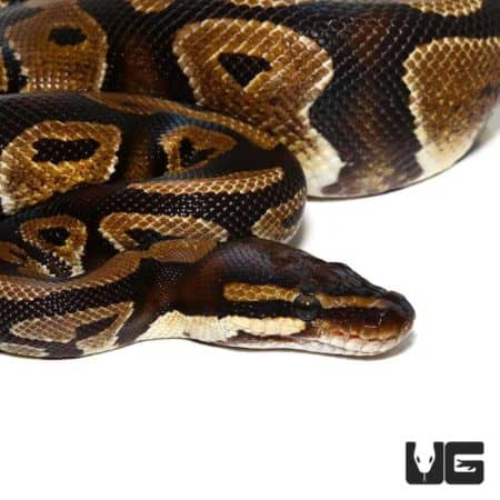 2019 Arroyo Ball Pythons For Sale - Underground Reptiles