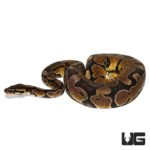 2019 Arroyo Ball Pythons For Sale - Underground Reptiles
