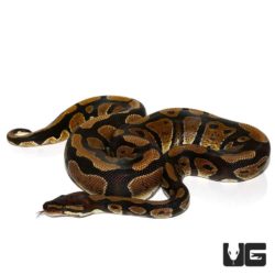 2019 Arroyo Ball Pythons For Sale - Underground Reptiles