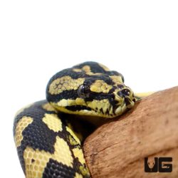 2019 Female Jungle Carpet Pythons For Sale - Underground Reptiles