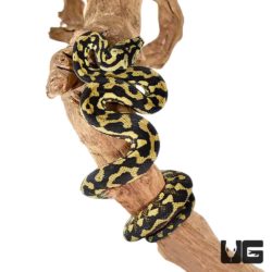 2019 Female Jungle Carpet Pythons For Sale - Underground Reptiles