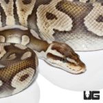 2019 Super Pastel Chocolate Ball Python For Sale - Underground Reptiles