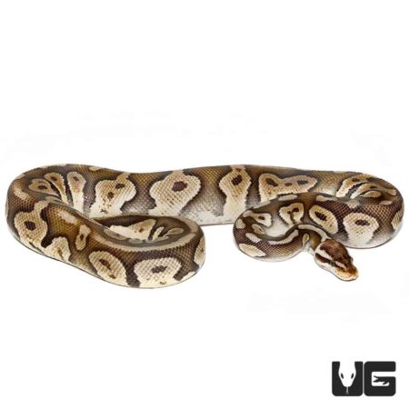 2019 Super Pastel Chocolate Ball Python For Sale - Underground Reptiles