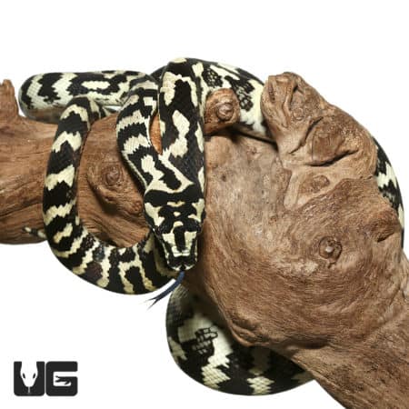 2020 Jungle Carpet Pythons (Morelia spilota cheynei) For Sale - Underground Reptiles